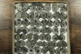 Lot: Cut & Polished, Pyrite Replaced Ammonite Pairs - Pieces #230339-2